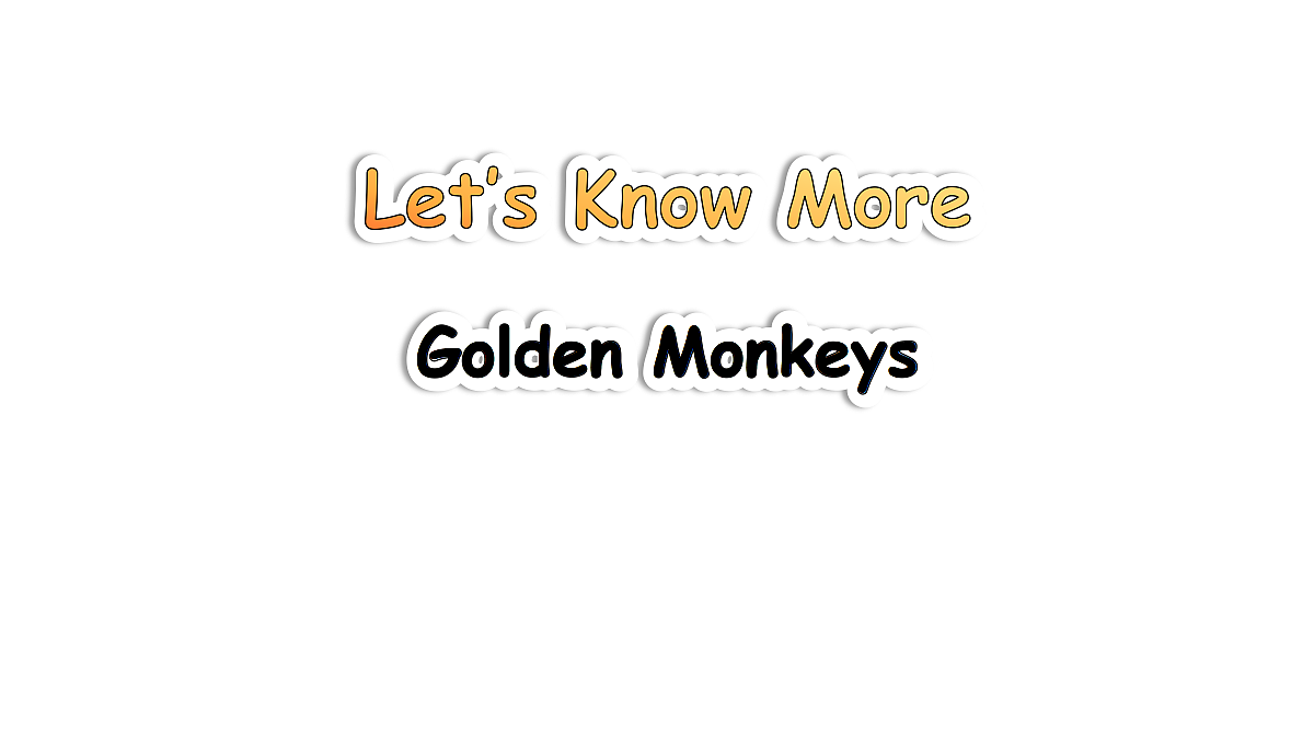 Golden Monkeys第1页