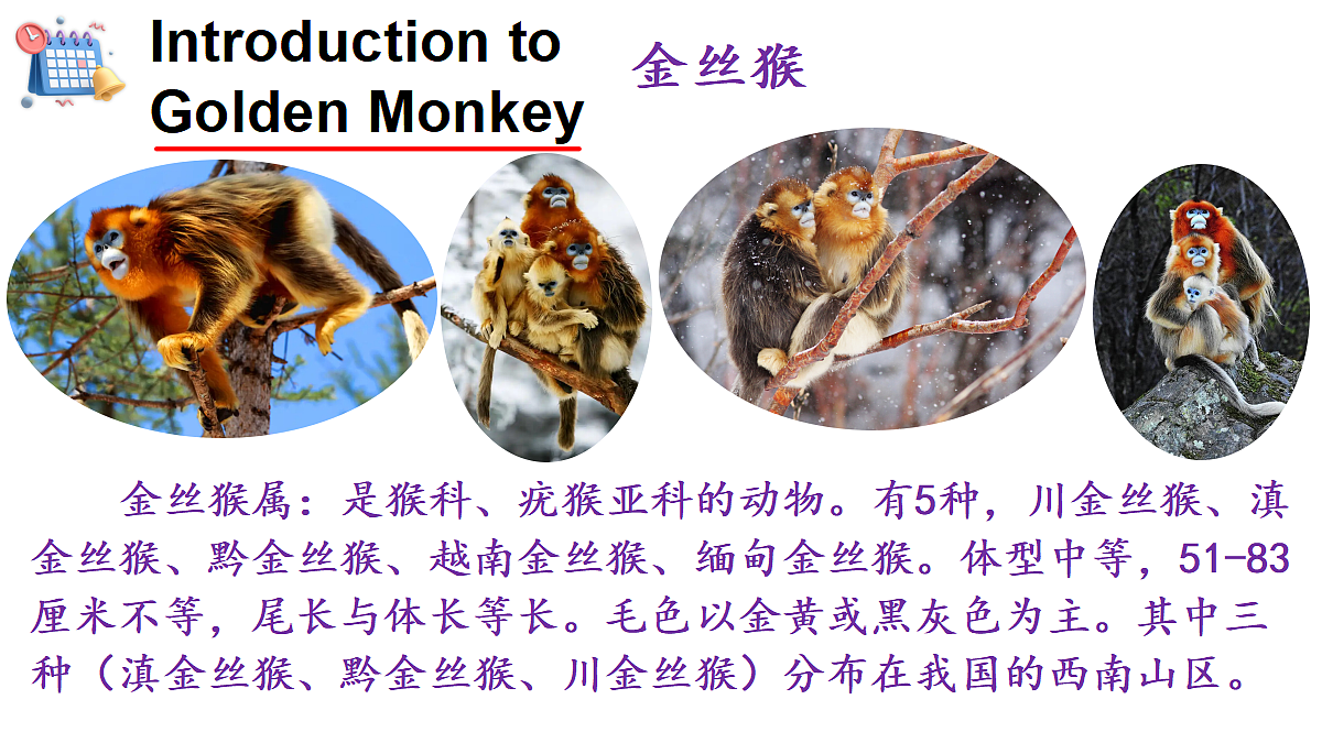 Golden Monkeys第3页