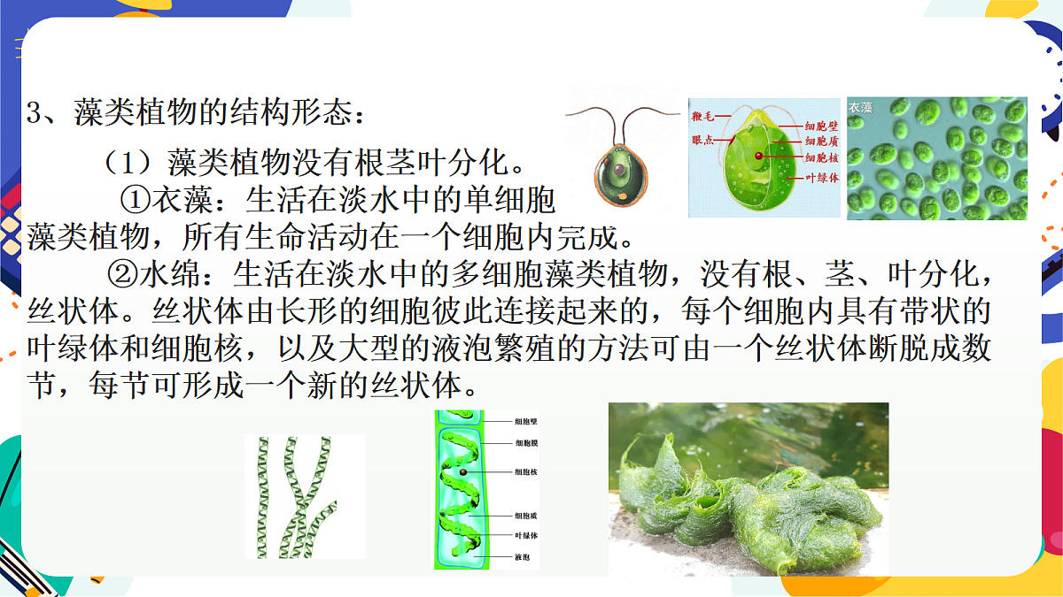 2.2《形形色色的植物》第1课时 课件 浙教版科学七上第8页