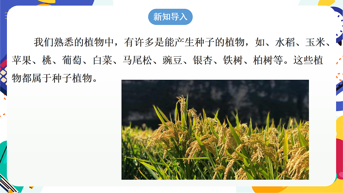 2.2《形形色色的植物》第2课时 课件 浙教版科学七上第4页