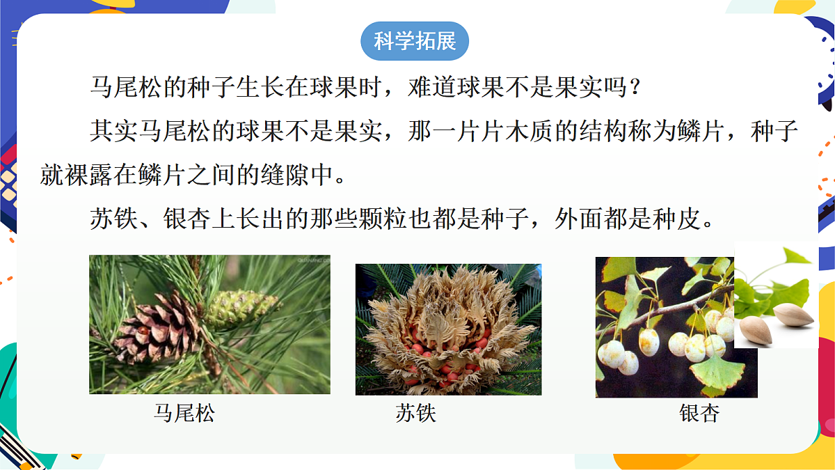 2.2《形形色色的植物》第2课时 课件 浙教版科学七上第8页
