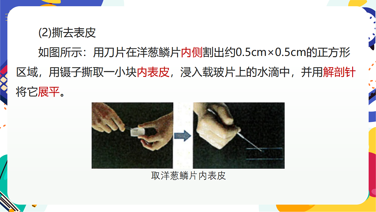 1.3《生物体的基本单位》课件 浙教版科学七上第6页