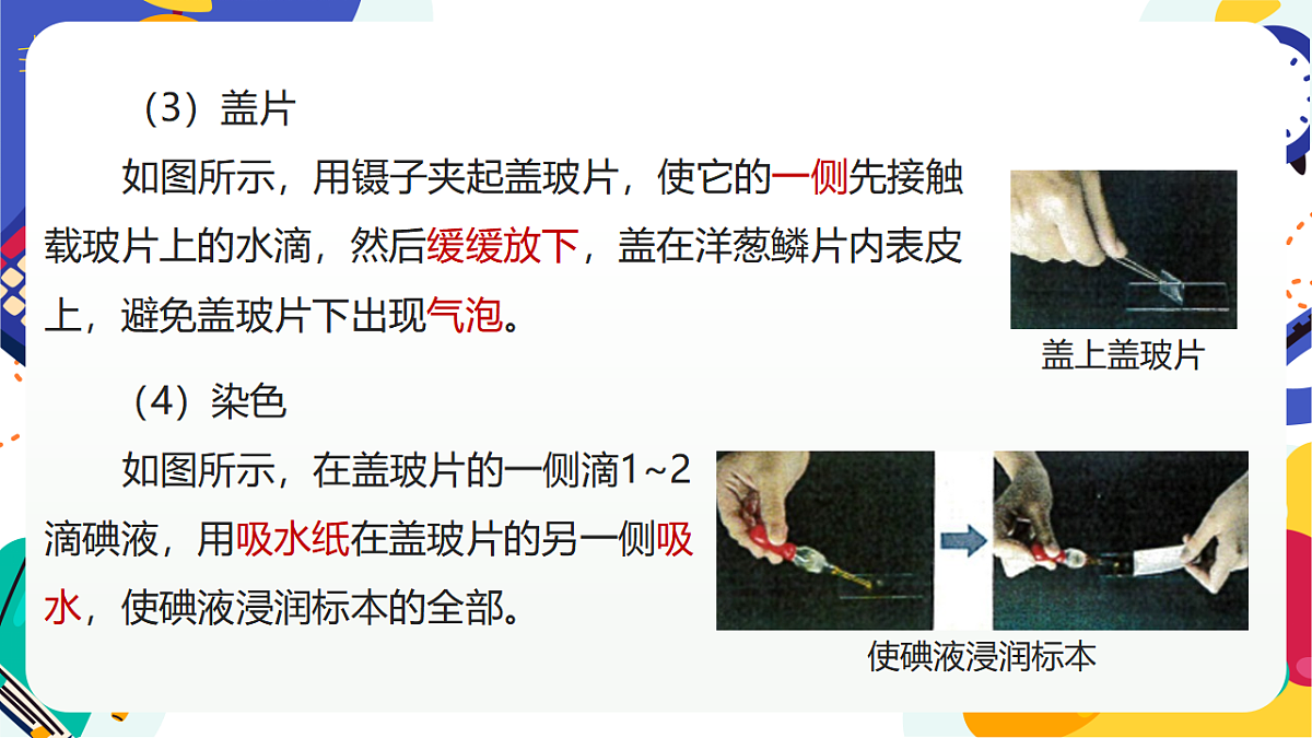 1.3《生物体的基本单位》课件 浙教版科学七上第7页