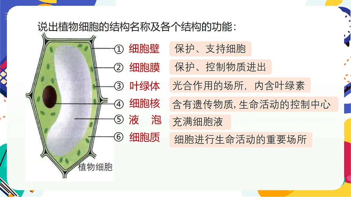 1.4《生物体的基本单位》课件 浙教版科学七上第4页