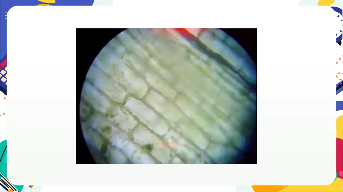 1.4《生物体的基本单位》课件 浙教版科学七上第5页