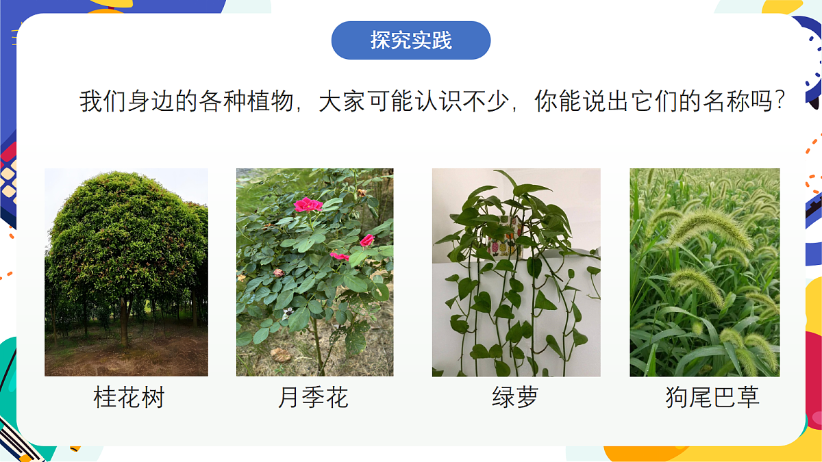 2.1《形形色色的植物》课件 浙教版科学七上第3页