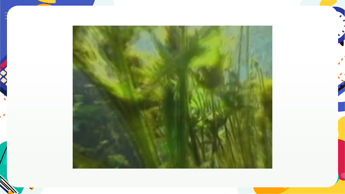 2.1《形形色色的植物》课件 浙教版科学七上第8页