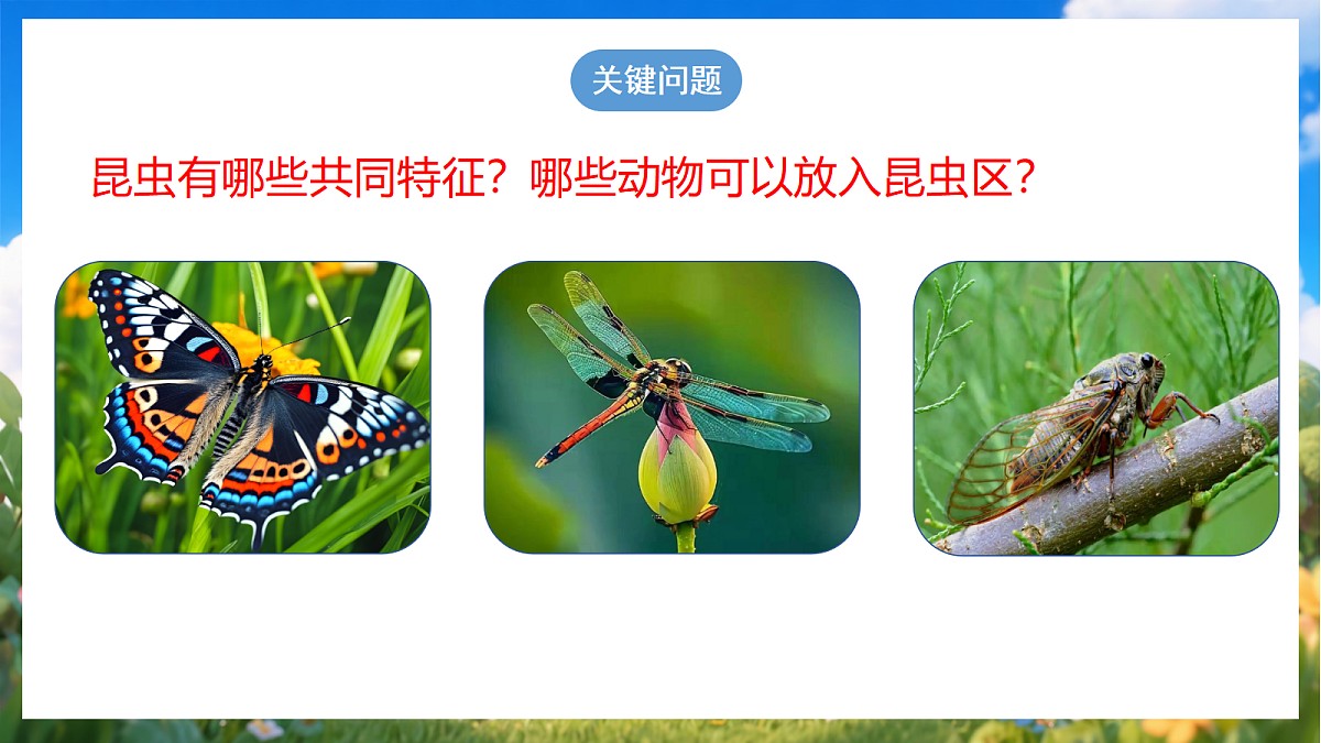 青岛版（六三制）2024科学三上1.1《昆虫》课件第3页