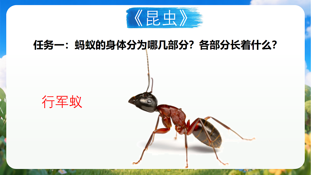 青岛版（六三制）2024科学三上1.1《昆虫》课件第8页