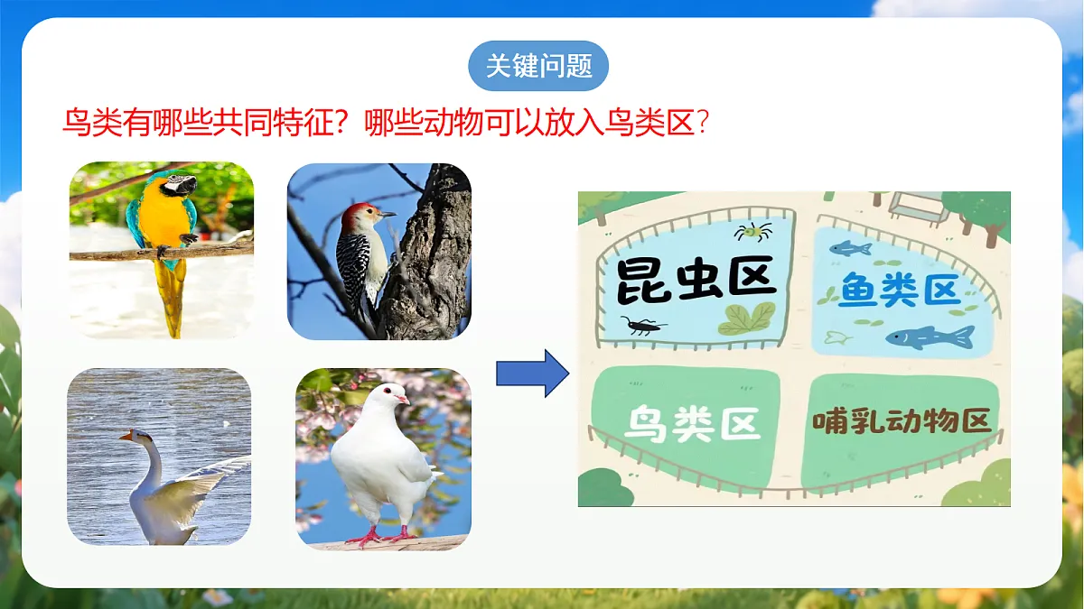 青岛版（六三制）2024科学三上1.3《鸟》课件第2页