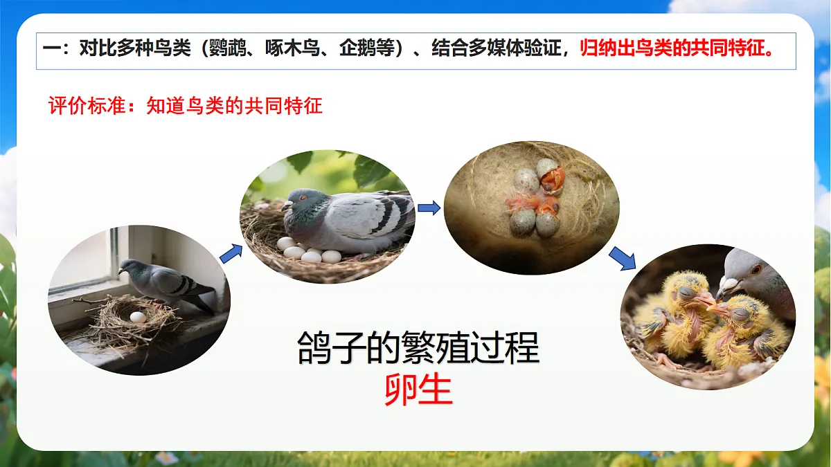 青岛版（六三制）2024科学三上1.3《鸟》课件第6页