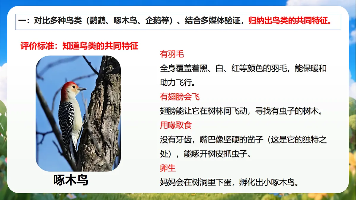 青岛版（六三制）2024科学三上1.3《鸟》课件第8页