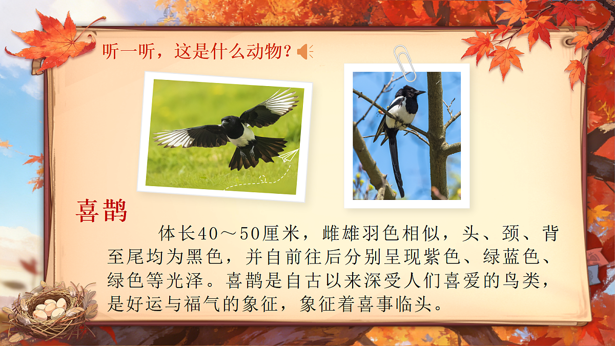 第4单元枫树上的喜鹊第5页