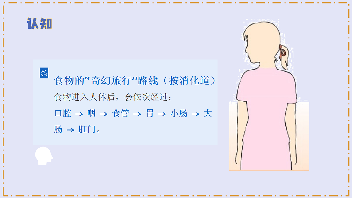 5.19 《人的消化器官》 - 小学科学三级下册 同步教学课件（苏教版2024）第6页