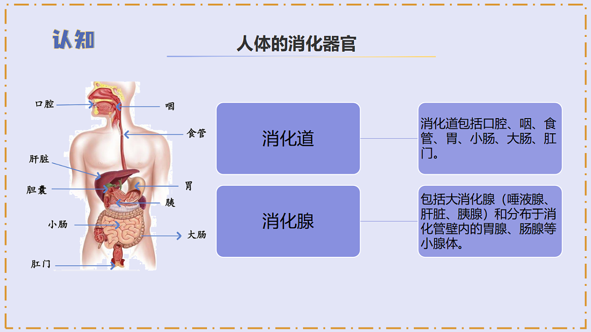 5.19 《人的消化器官》 - 小学科学三级下册 同步教学课件（苏教版2024）第8页