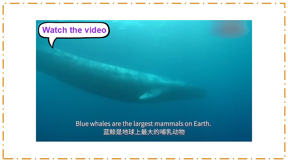 Unit 4 Amazing Plants and Animals Section B（3a-3c） - 八年级英语上册 同步教学课件（人教版2024）第3页