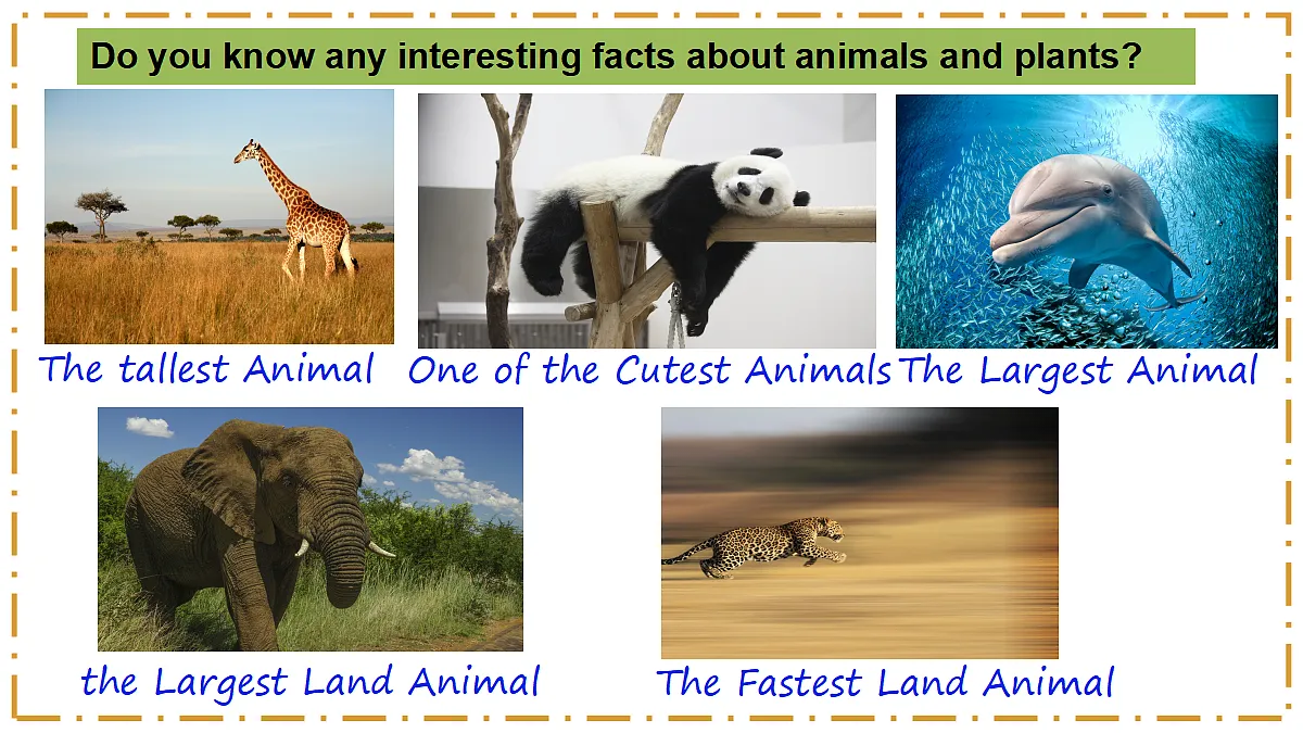Unit 4 Amazing Plants and Animals Section B（Project） - 八年级英语上册 同步教学课件（人教版2024）第3页