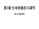 3.1 神经调节 (课件)-2026-2027学年浙教版科学(2024)九年级上册
