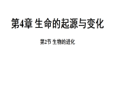 4.2 生物的进化 (课件)-2026-2027学年浙教版科学(2024)九年级上册