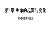4.3 遗传和变异 (课件)-2026-2027学年浙教版科学(2024)九年级上册