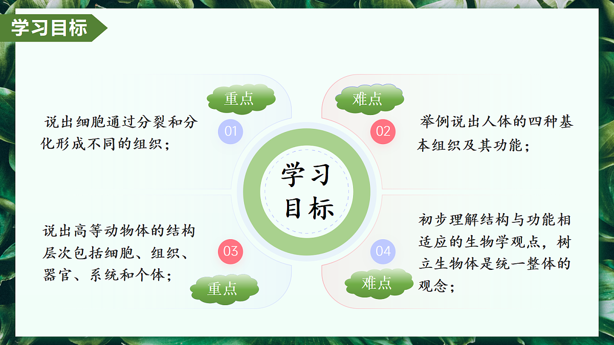 1.3.2 动物体的结构层次 - 初中生物七年级上册 同步教学课件（人教版2024）第2页