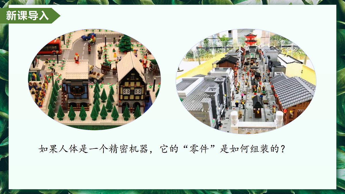 1.3.2 动物体的结构层次 - 初中生物七年级上册 同步教学课件（人教版2024）第4页