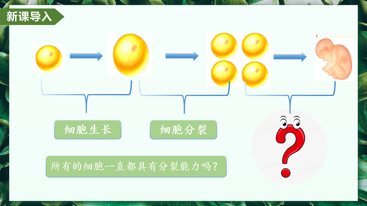 1.3.2 动物体的结构层次 - 初中生物七年级上册 同步教学课件（人教版2024）第5页