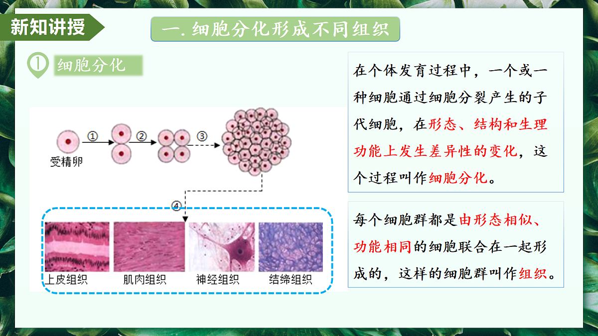1.3.2 动物体的结构层次 - 初中生物七年级上册 同步教学课件（人教版2024）第6页