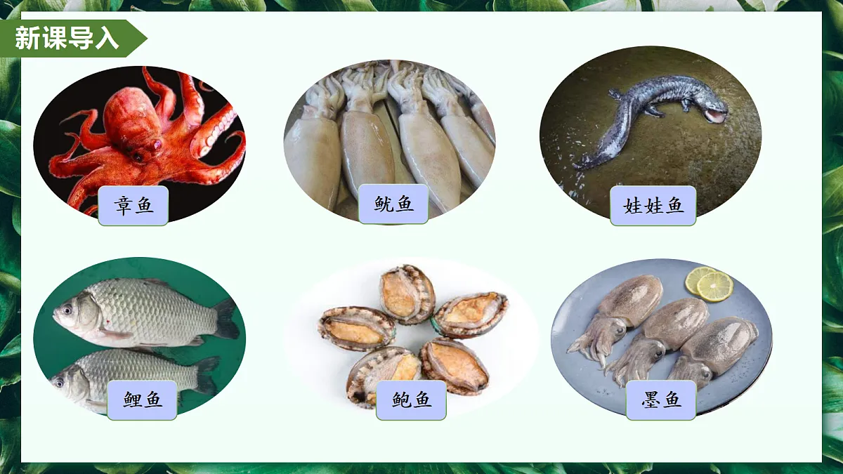 2.2.1 无脊椎动物 - 初中生物七年级上册 同步教学课件（人教版2024）第4页