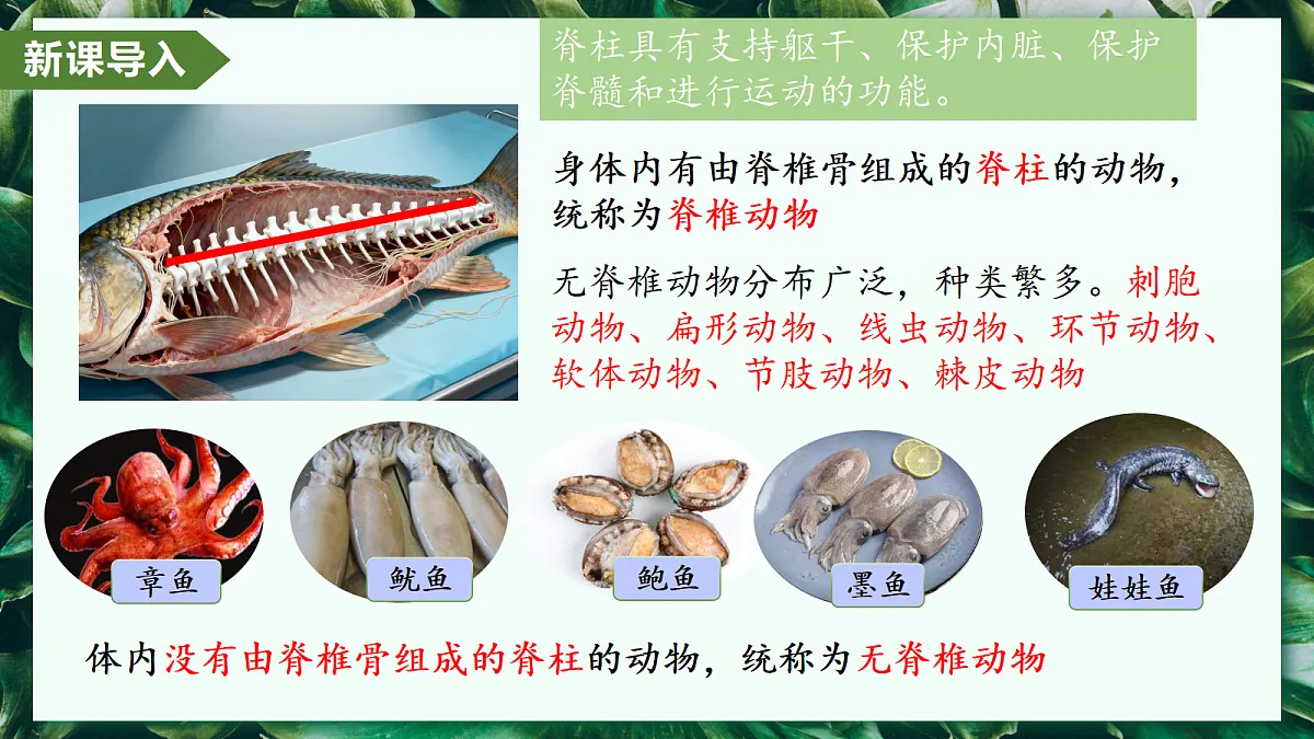 2.2.1 无脊椎动物 - 初中生物七年级上册 同步教学课件（人教版2024）第5页