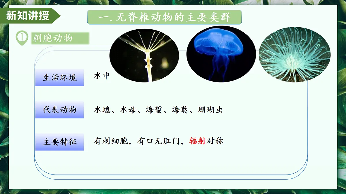 2.2.1 无脊椎动物 - 初中生物七年级上册 同步教学课件（人教版2024）第6页
