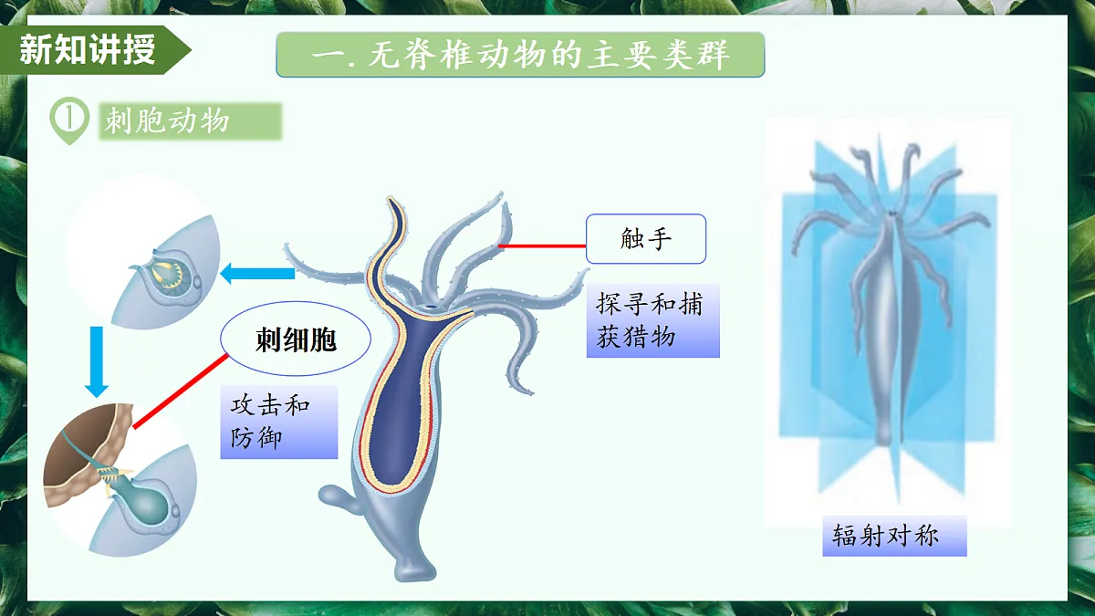 2.2.1 无脊椎动物 - 初中生物七年级上册 同步教学课件（人教版2024）第7页
