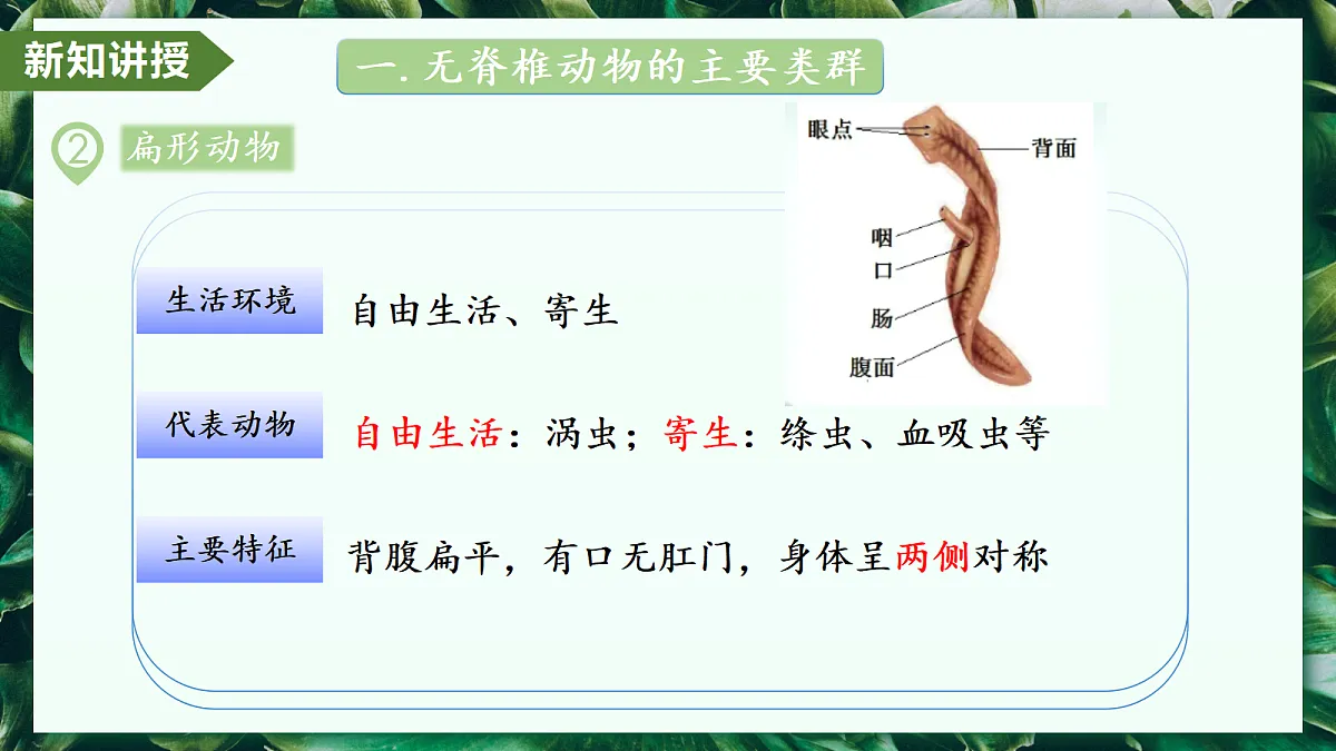 2.2.1 无脊椎动物 - 初中生物七年级上册 同步教学课件（人教版2024）第8页