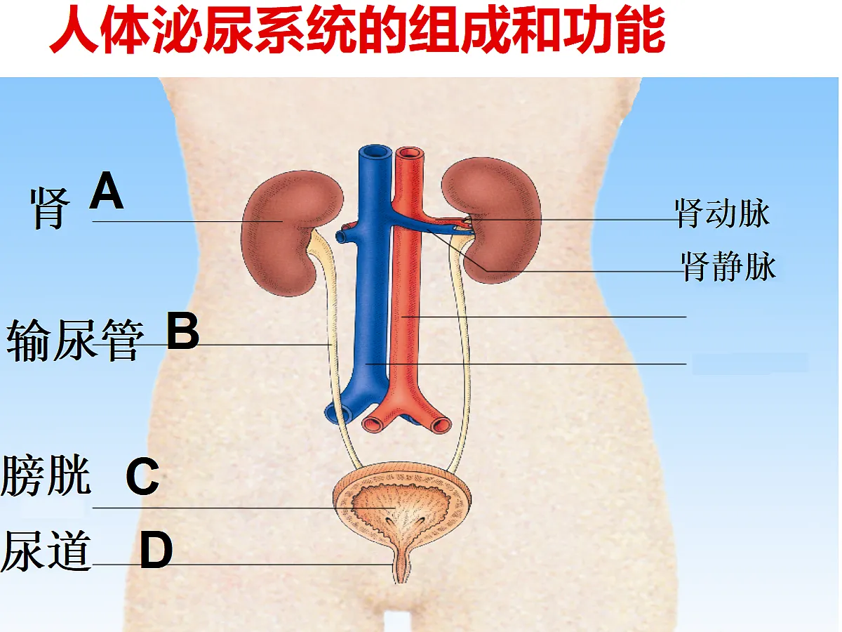 18497568第3页