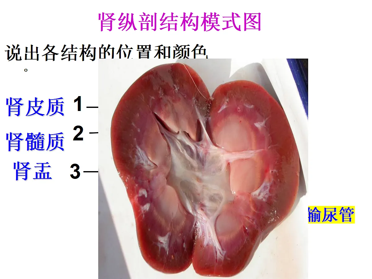 18497568第6页