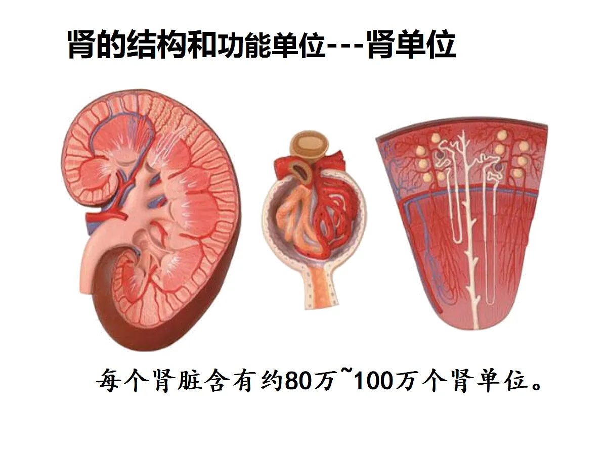 18497568第8页
