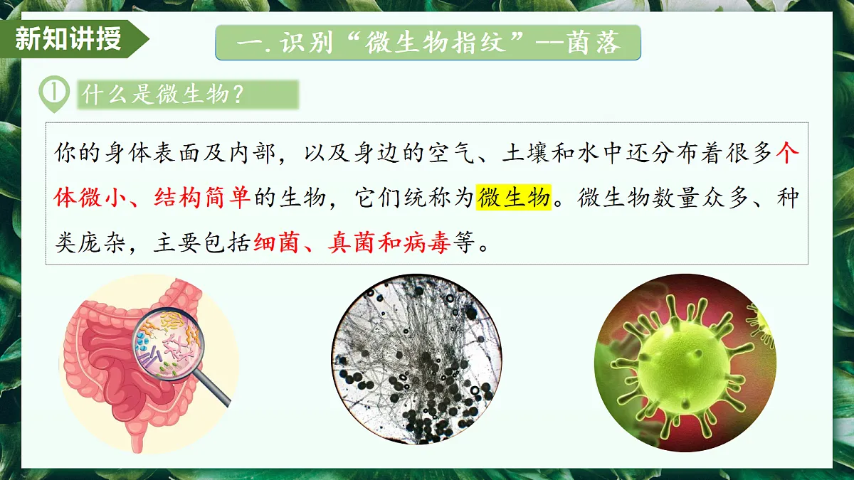 2.3.1 微生物的分布 - 初中生物七年级上册 同步教学课件（人教版2024）第5页