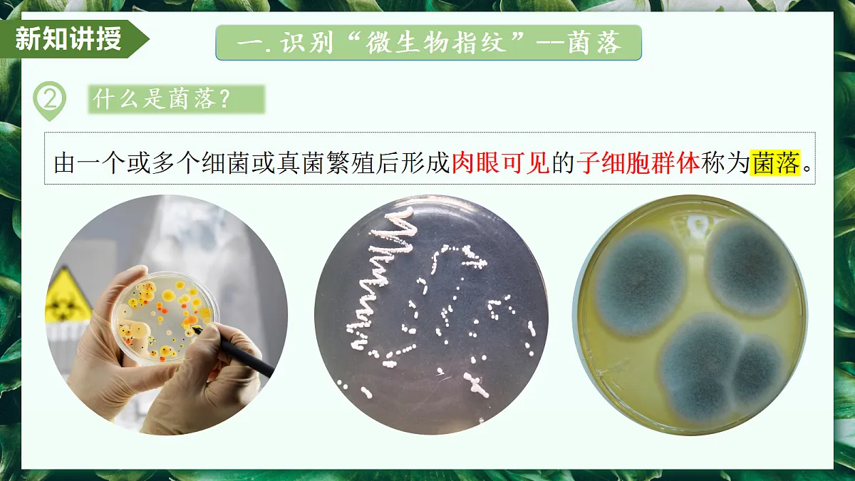 2.3.1 微生物的分布 - 初中生物七年级上册 同步教学课件（人教版2024）第6页