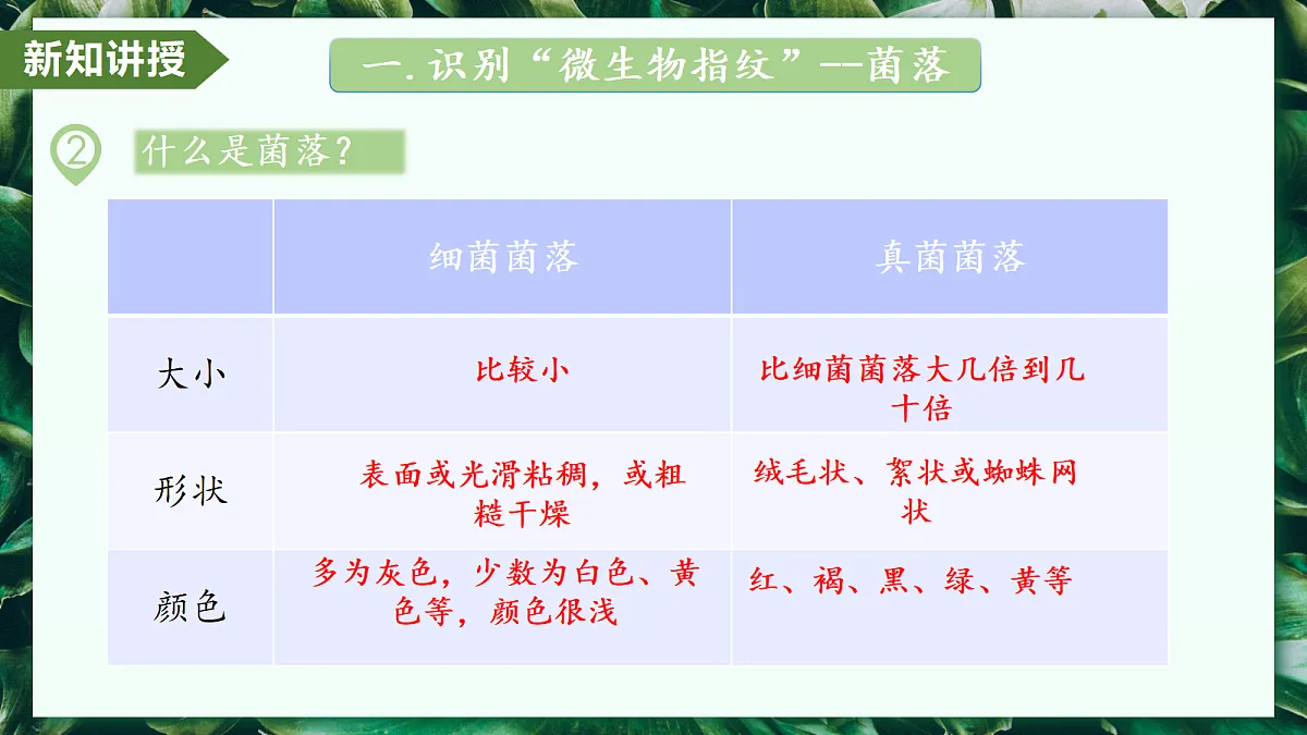 2.3.1 微生物的分布 - 初中生物七年级上册 同步教学课件（人教版2024）第7页