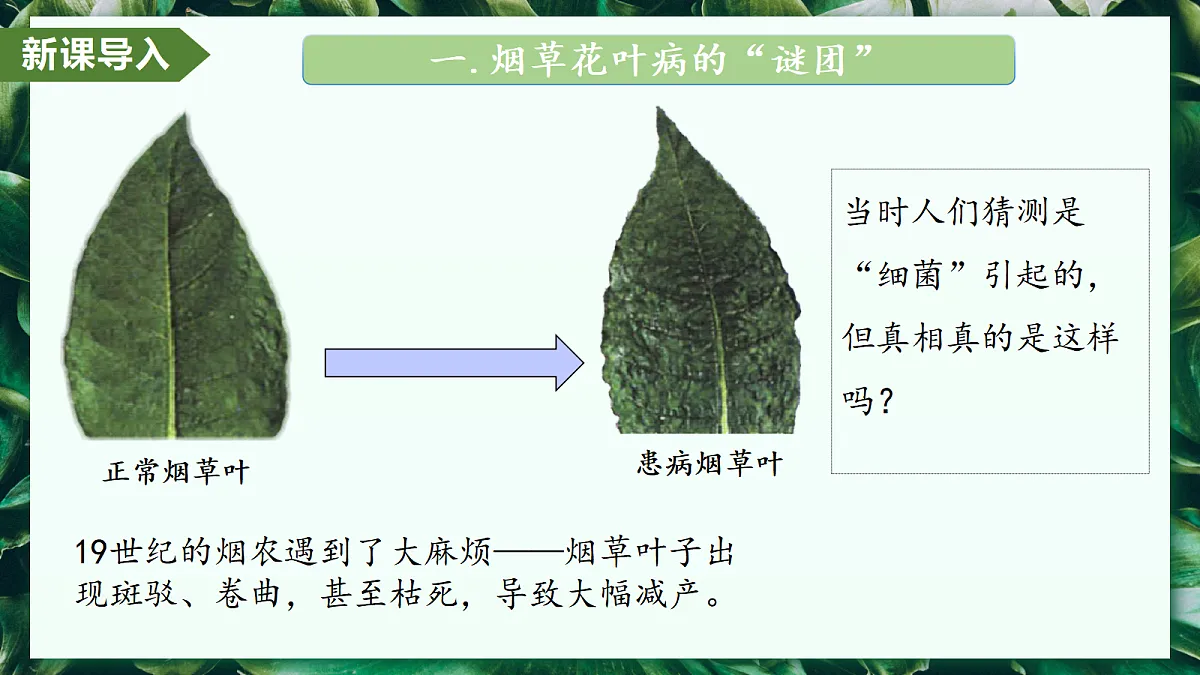 2.3.4 病毒 - 初中生物七年级上册 同步教学课件（人教版2024）第4页