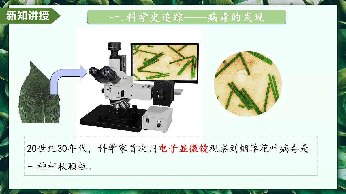 2.3.4 病毒 - 初中生物七年级上册 同步教学课件（人教版2024）第6页