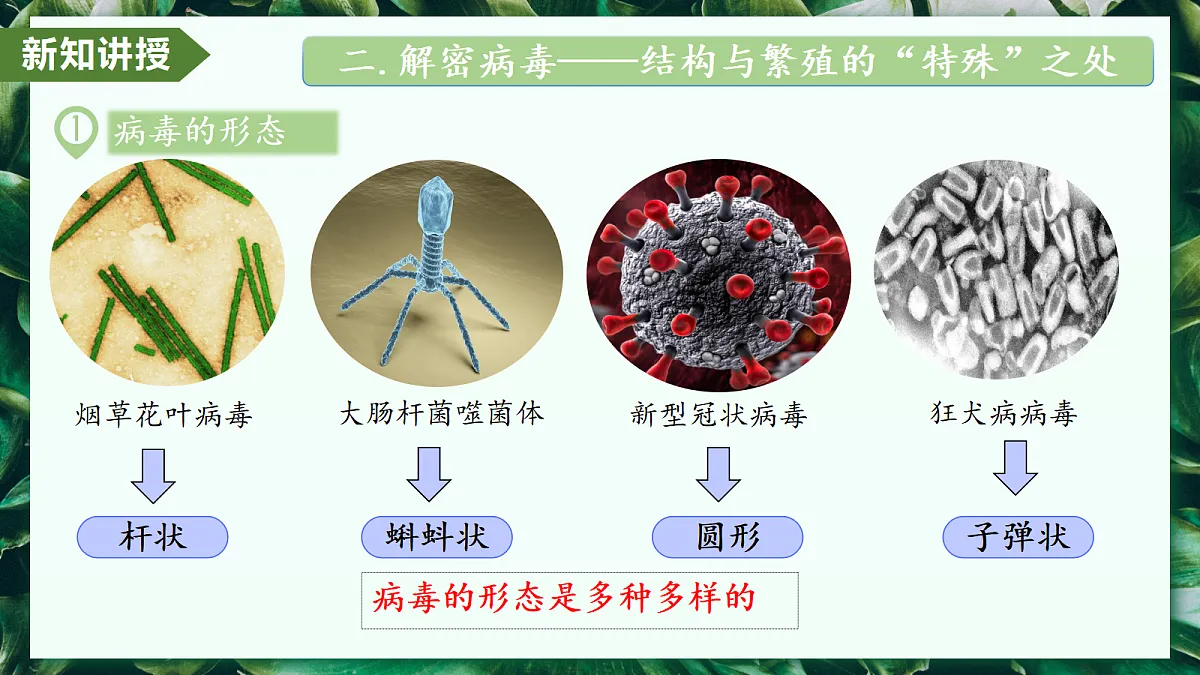 2.3.4 病毒 - 初中生物七年级上册 同步教学课件（人教版2024）第7页