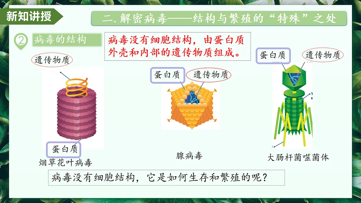 2.3.4 病毒 - 初中生物七年级上册 同步教学课件（人教版2024）第8页