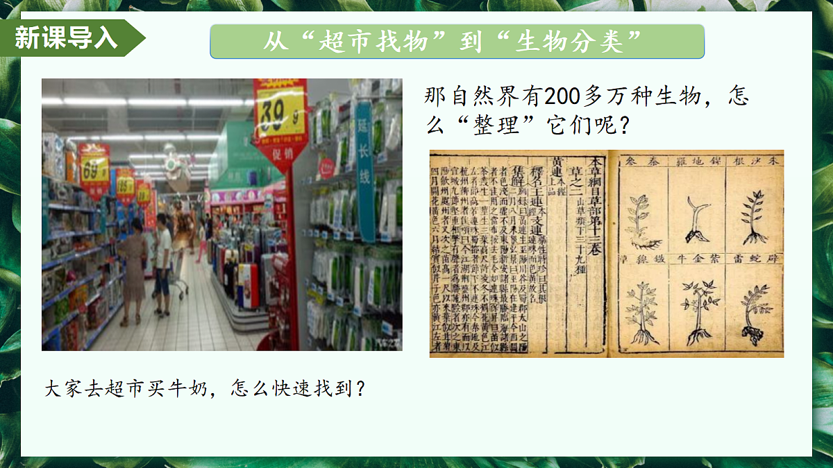 2.4.1 尝试对生物进行分类 - 初中生物七年级上册 同步教学课件（人教版2024）第4页