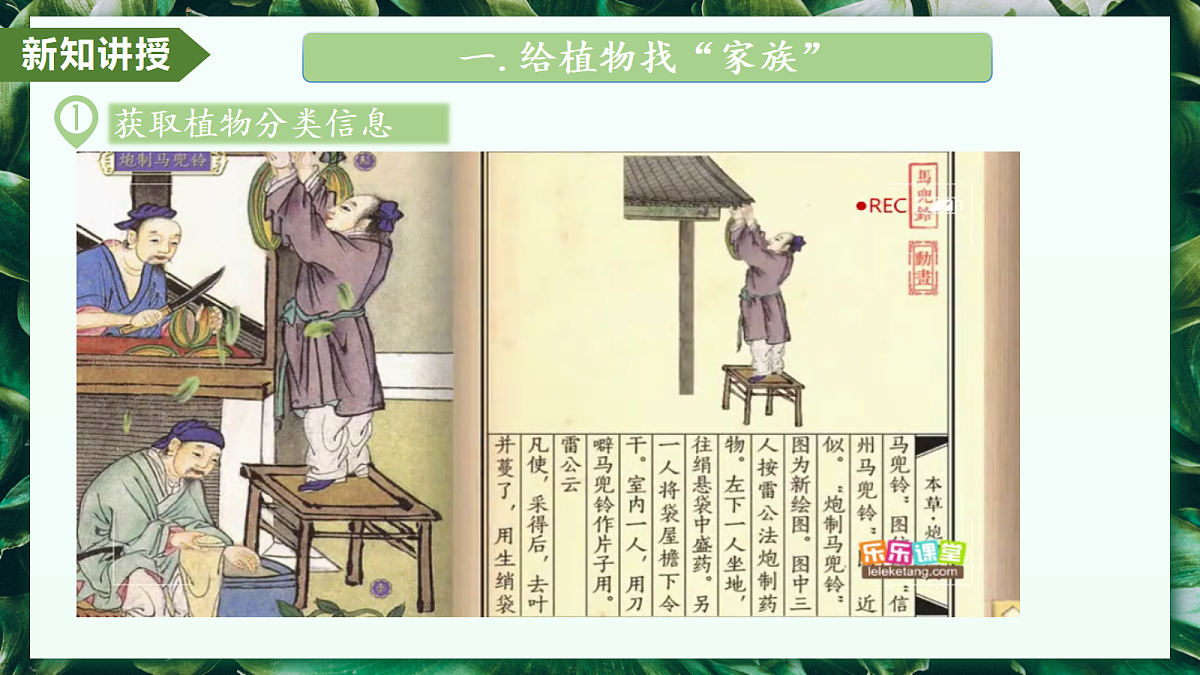 2.4.1 尝试对生物进行分类 - 初中生物七年级上册 同步教学课件（人教版2024）第5页