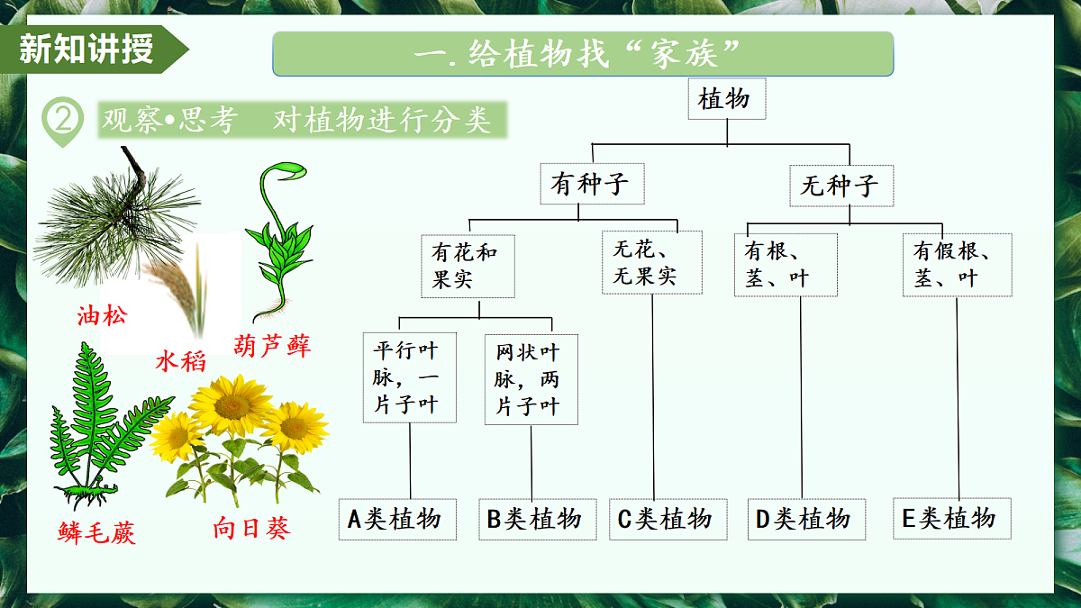 2.4.1 尝试对生物进行分类 - 初中生物七年级上册 同步教学课件（人教版2024）第6页