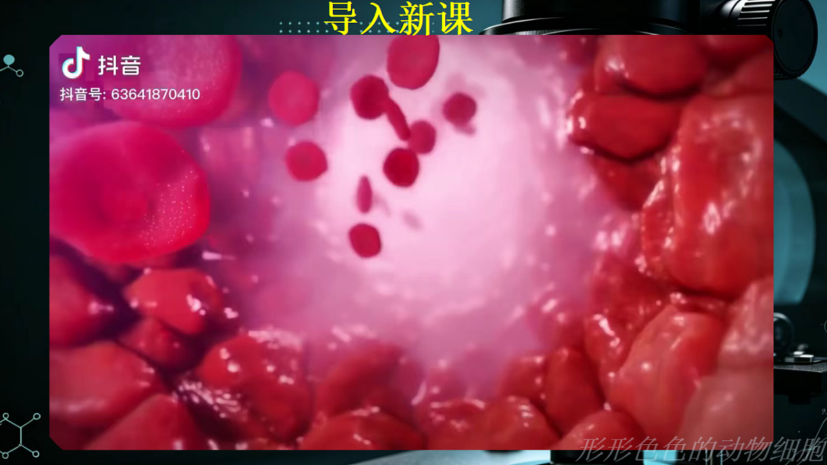 1.1.2 动物细胞的结构与功能 同步课件 2026-2027学年苏教版新版生物七年级上册第2页