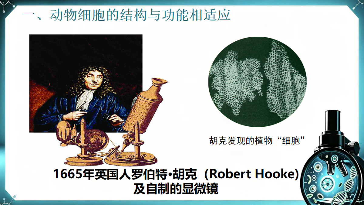 1.1.2 动物细胞的结构与功能 同步课件 2026-2027学年苏教版新版生物七年级上册第5页