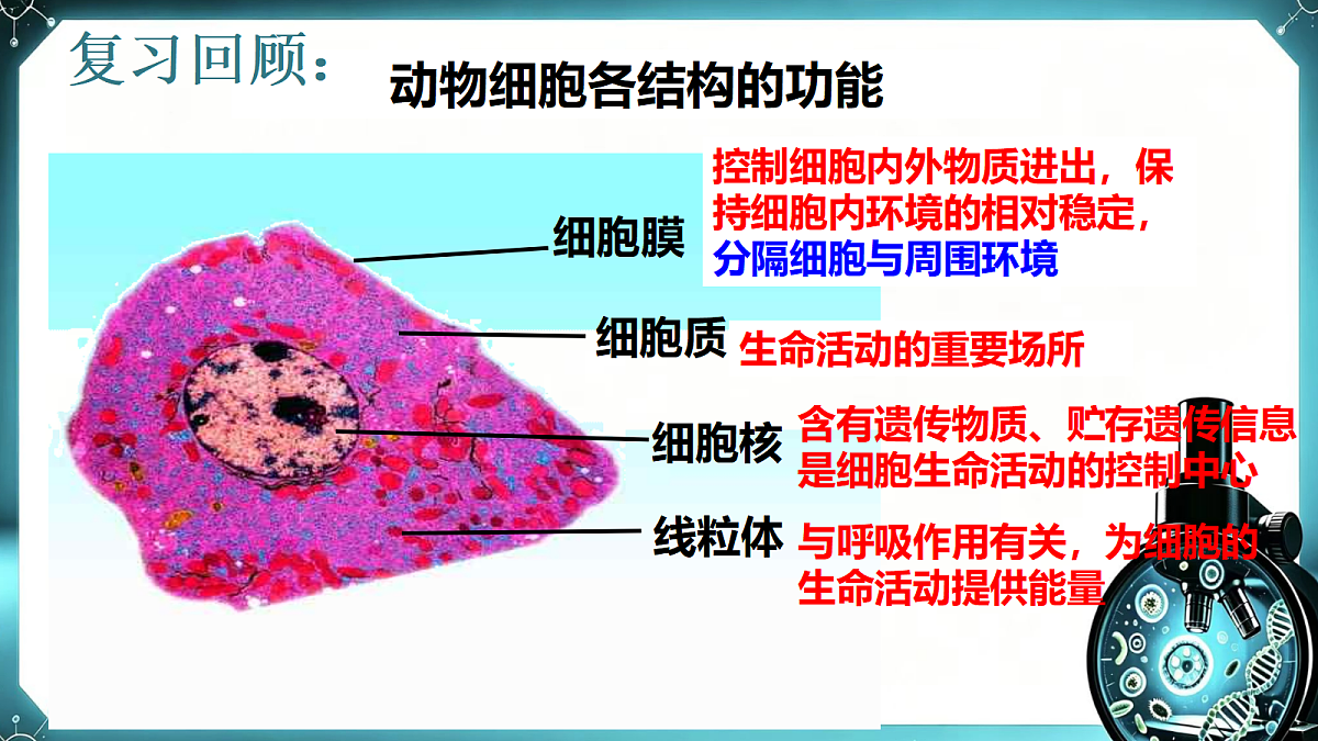 1.1.3 植物细胞的结构与功能 同步课件  2026-2027学年苏教版新版生物七年级上册第1页