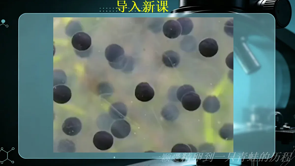 1.2.1 细胞的分裂和分化（第1课时）同步课件第2页